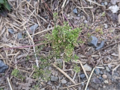 Lepidium ramosissimum