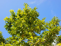 Elaeocarpus balansae