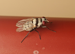 Anthomyia silvestris