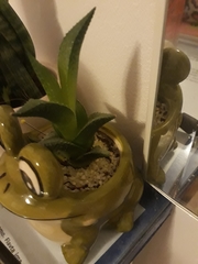 Haworthia