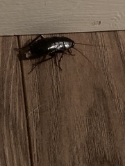 Blattinae
