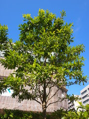 Elaeocarpus balansae