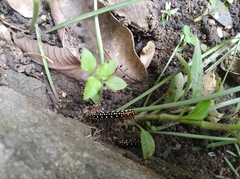 Polytela gloriosae