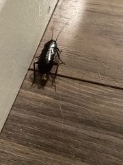 Blattinae