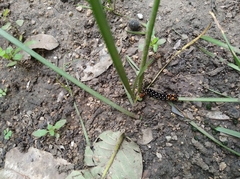 Polytela gloriosae