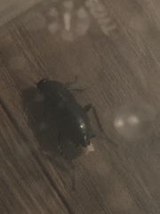 Blattinae