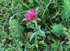 Trifolium alpestre