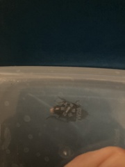 Blattinae