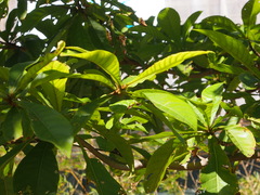 Elaeocarpus balansae