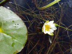 Nymphaea leibergii