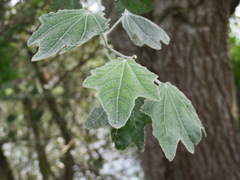 Populus alba