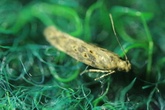 Scrobipalpa ocellatella