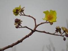 Cochlospermum religiosum