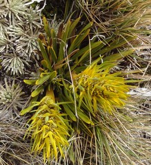 Aciphylla hectori