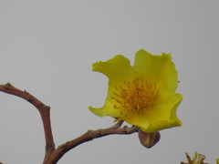 Cochlospermum religiosum