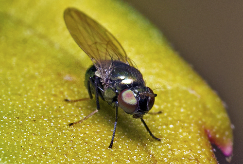 Flies (Order Diptera) · iNaturalist