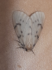 Paidia rica