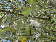 Populus alba