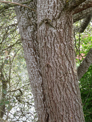Populus alba