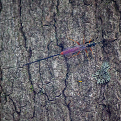 Dolichomitus irritator