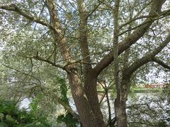 Populus alba