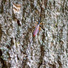 Dolichomitus irritator