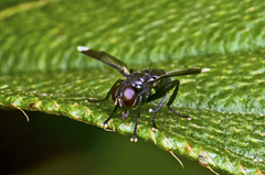 Melanophora