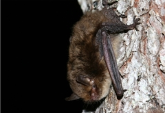 Alcathoe Myotis photo 2