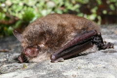 Alcathoe Myotis photo 3
