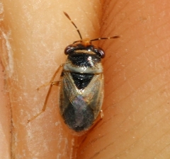 Geocoris megacephalus