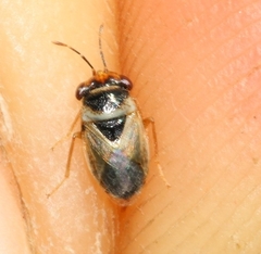 Geocoris megacephalus