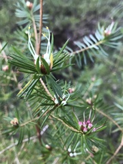 Darwinia procera