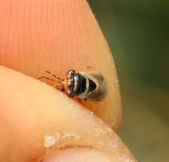 Geocoris megacephalus