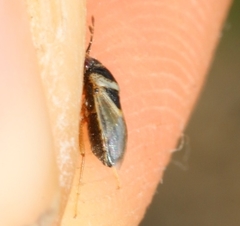 Geocoris megacephalus