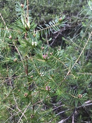 Darwinia procera