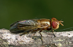 Duomyia