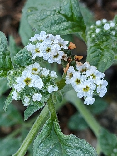 European heliotrope