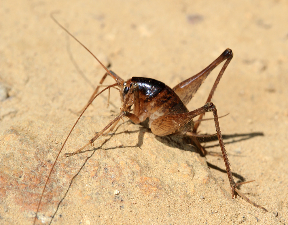 Camel Crickets, Cave Crickets, and Cave Wetas