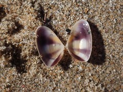 Latona cuneata