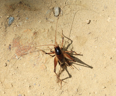 Diestrammena unicolor