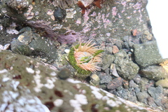 Anthopleura fuscoviridis