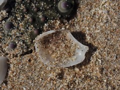 Myadora pandoriformis