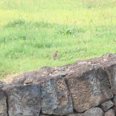 Passer montanus