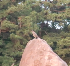 Monticola solitarius