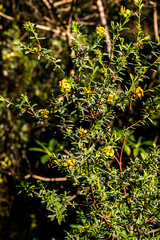 Lasiosiphon macropetalus