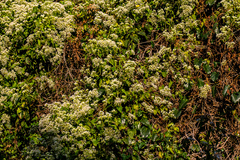 Microglossa mespilifolia