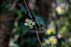Putterlickia verrucosa