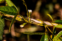 Teramnus labialis labialis