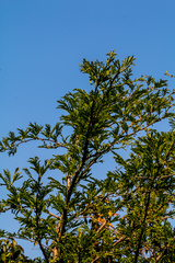 Vachellia robusta