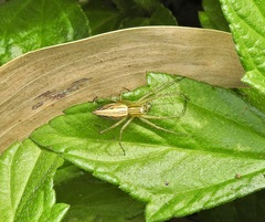 Oxyopes papuanus